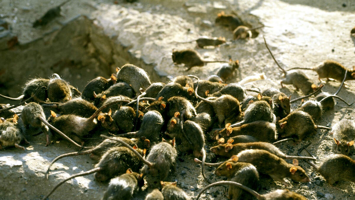 Une étude révèle que des rats à New York peuvent propager le coronavirus